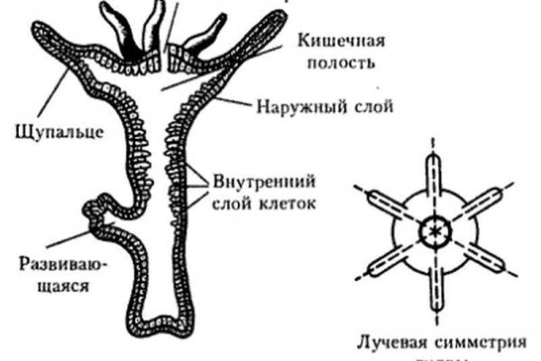 Не приходят деньги на кракен