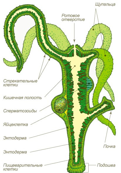 Kraken 12 at что это